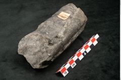 Foto (Seitenansicht) von Calamites communis Ettingshausen (NHMW-GEO-2024-0188-10961)